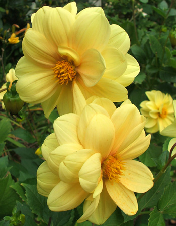  Another dahlia which grows neaer the house. 