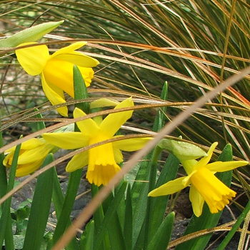  With a tussock grass behind them. 