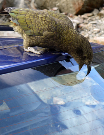  A naughty kea teasing Rusty the dog at Arthur's Pass 