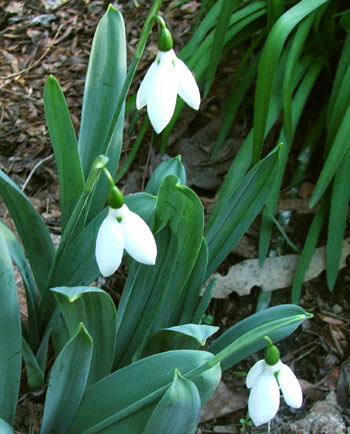  With a blue-green, broad leaf. 