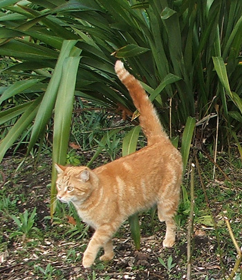  Super shy, but a really lovely cat. 