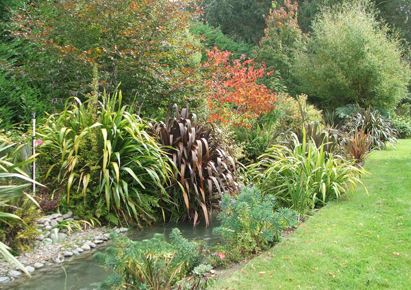  And my beautiful coloured Phiormiums (flaxes). 