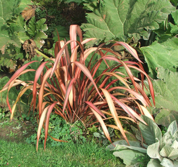  A wonderful contrast to the green Gunnera. 