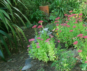  With sedums and that large green Phormium. 