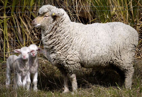  Happy with their woolly mother. 