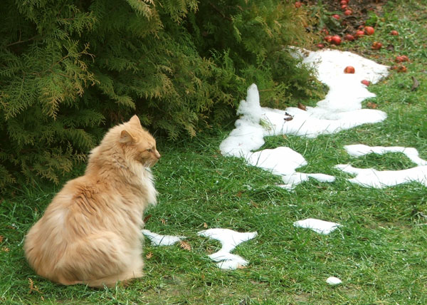  With a tiny patch of remaining snow, and crab-apples. 