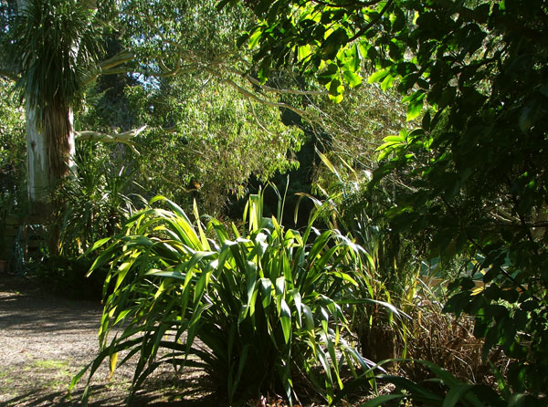  PHormiums and a Pseudopanax high above, a Eucalypt in the distance. 