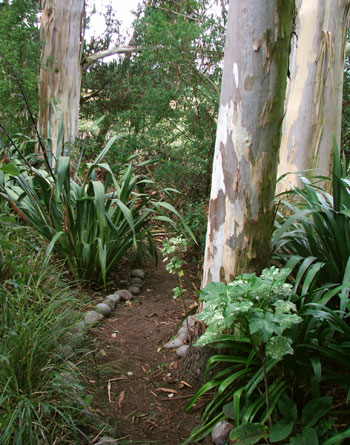  Behind Pond Cottage in the Wattle Woods. 