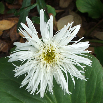  A second spadmodic flowering for this perennial daisy. 