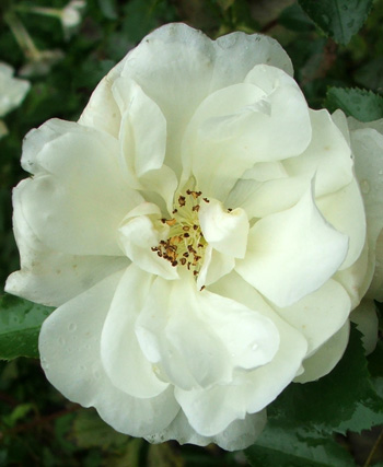  A white Flower Carpet rose. 