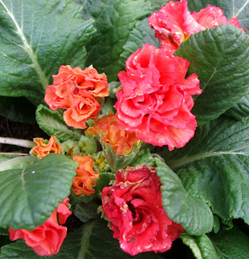  Polyanthus? 