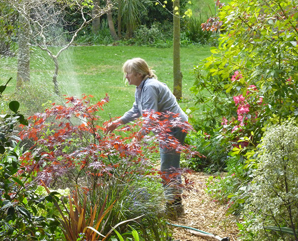  Some old roses have been shifted into this garden. 