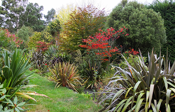  Phormiums and trees along the water race. 