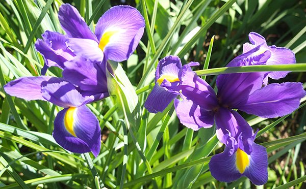  I call these Dutch Irises - not sure if this is correct. 