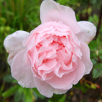  The last flower, one week before mid-winter. 