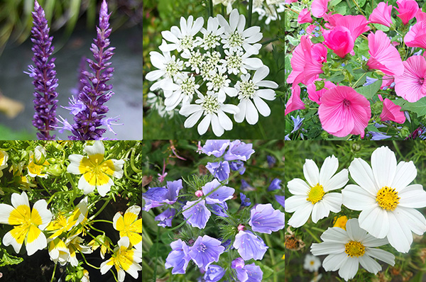  Agastache, Orlaya, Lavatera, Cosmos, Echium, Meadowfoam. 