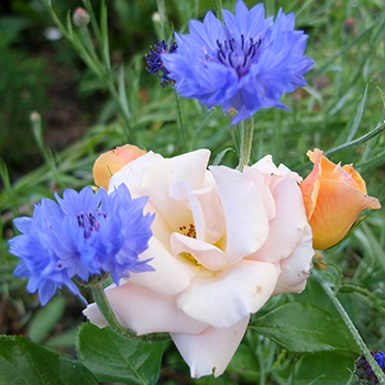  With blue cornflowers. 