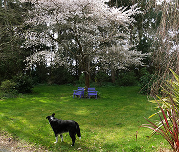  The cherry tree is in blossom. 