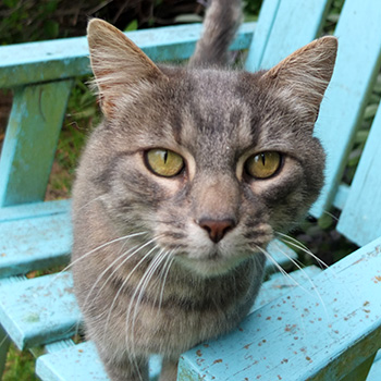  My lovely grey stables cat. 