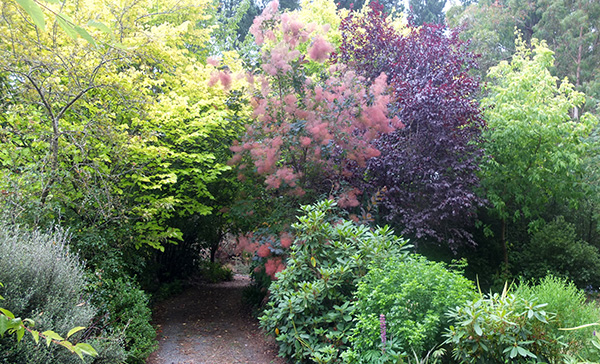  A Cotinus, Prunus, and a Golden Elm. 