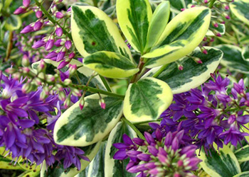  Variegated with purple flowers. 