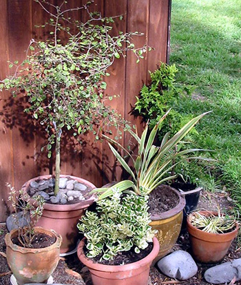  All are now happily planted in the garden. 