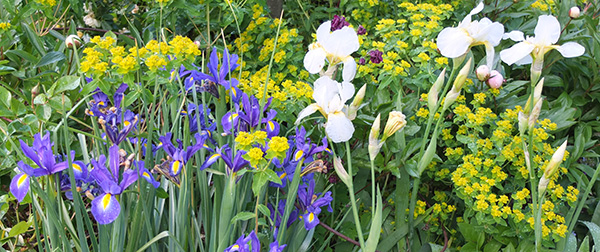  Blue Dutch irises and big whites. 