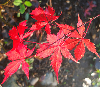  Just planted in the Septic Tank Garden. 