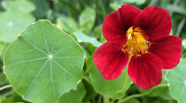  Still flowering - no frosts as yet. 