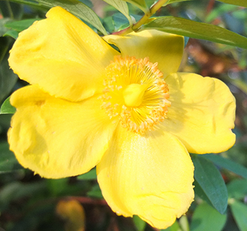  Just a few late autumn flowers. 