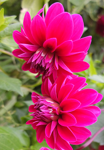  A huge clump grows in the Perennials Garden. 