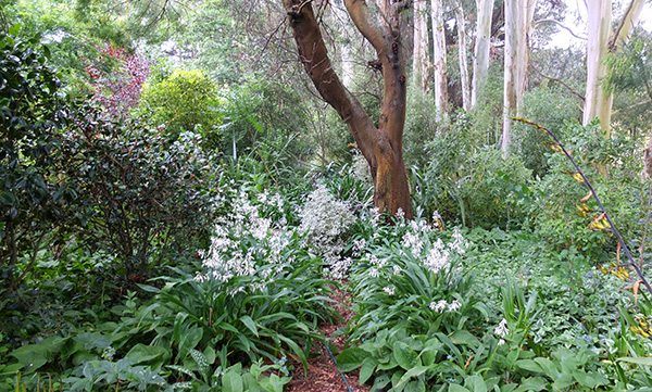  Taken in December when the Rock Lilies were flowering. 