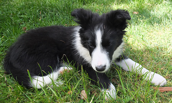  A black and white border collie. 