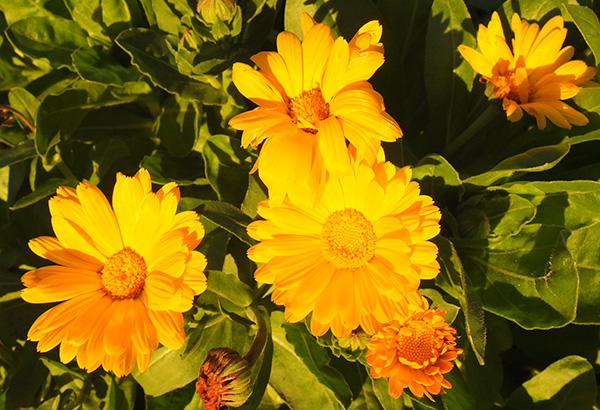  Golden flowers in the golden sun of late afternoon. 