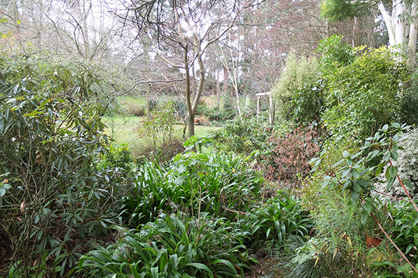  The tree men are returning soon to tidy up the remaining Wattle trees. 