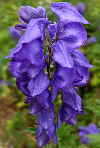  Autumn flowering. 