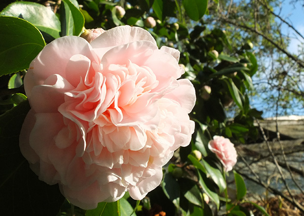  A very fleshy pink colour. 