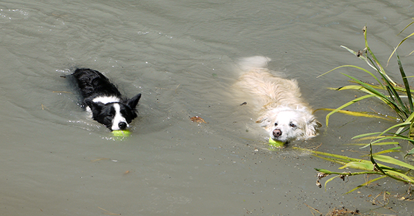  Retrieving tennis balls in the pond. 