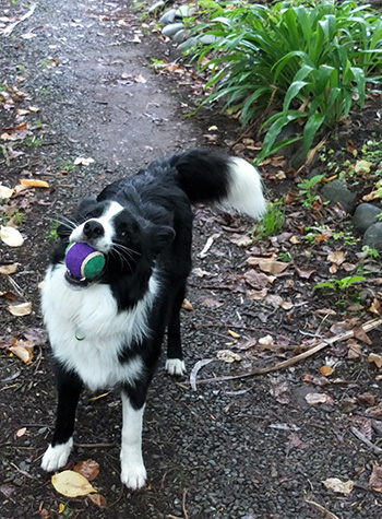  Winnie with a coloured tennis ball. 