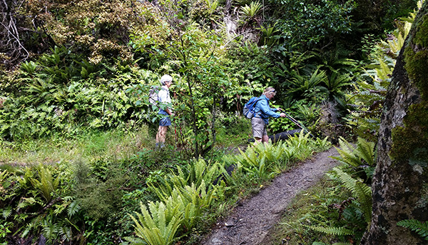  Ferns in the foreground, Pepper trees up high behind the path. 