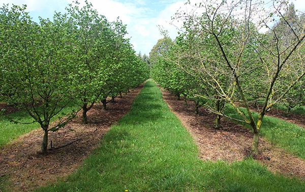  The tree on the left is a different variety and it gets its leaves later. 