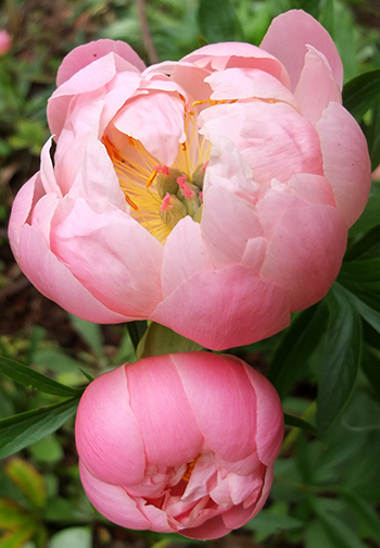  A coral peony, with really large flower-heads. 