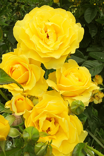  A well-behaved yellow rose! 