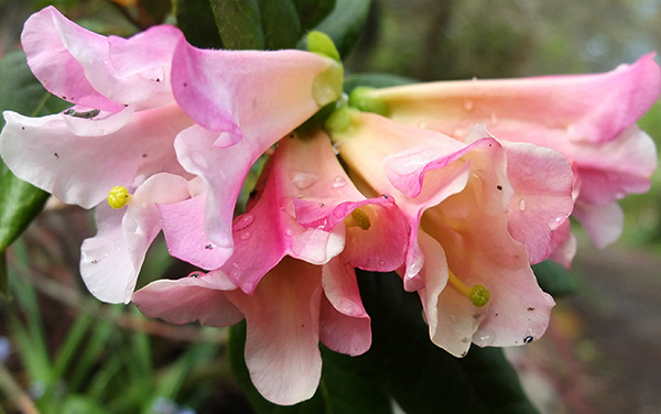  Another of the driveway shrubs. 