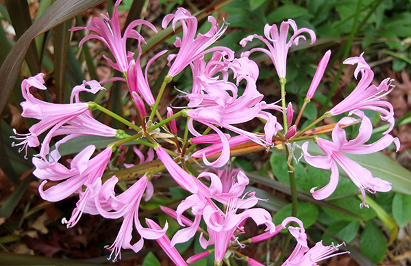  A groovy winter colour in the garden. 