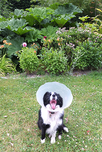  With her bucket. 