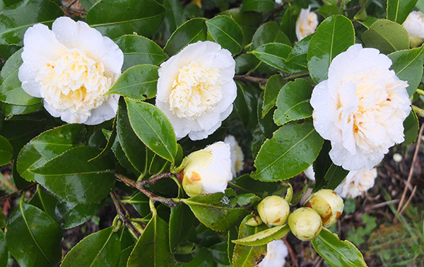  Have never seen this shrub looking so floriferous. 