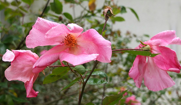  Flowering now, really scruffy! 