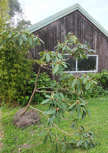  The recycled rhododendron. 