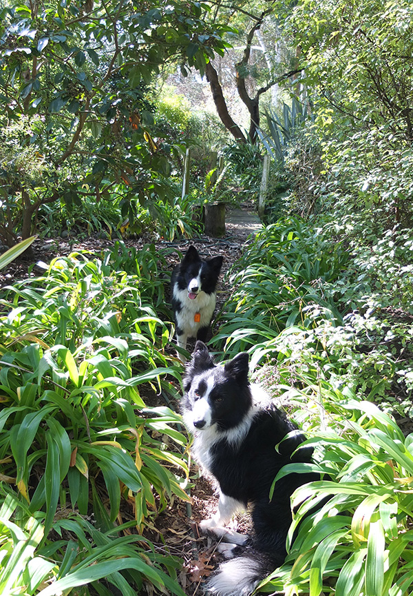  In the Hen House Gardens 